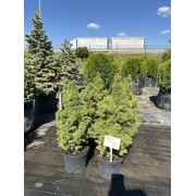 Ялина канадська Дейзі Вайт С3